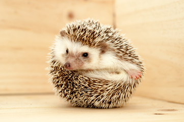 Hedgehog