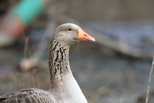 Portrait of a domestic goose with a bright orange bill