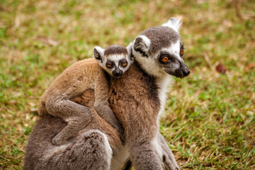 Naklejka na ściany i meble Mom and child Lemurs Catta