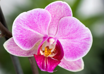 Naklejka na ściany i meble Blüte der Orchidee