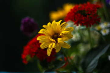 a bouquet of bright spring flowers of various types