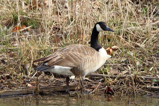 Single Canada Goose standing at the waters edge