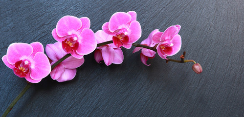 Orchidée phalaenopsis sur fond ardoise