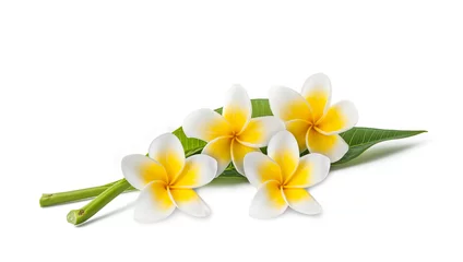 Foto auf Acrylglas Frangipani Frangipani-Blüten und -Blätter