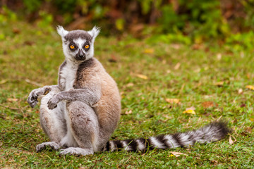 Male Lemur Catta