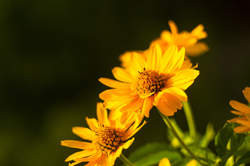 bouquet of bright yellow flowers Heliopsis helianthoides