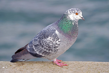 big Beautiful pigeon