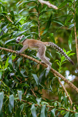 Young Lemur Catta