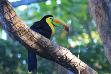 toucan sitting on a tree branch