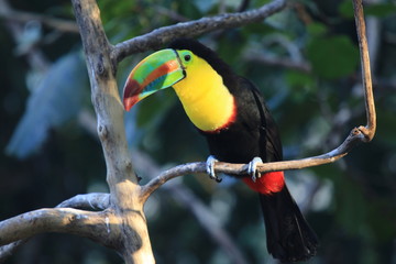 toucan sitting on a tree branch