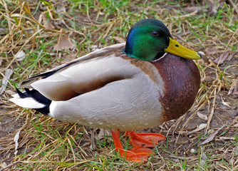beautiful duck on the lake shore