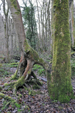 moss covered trees with exposed twisted roots in winter woodland
