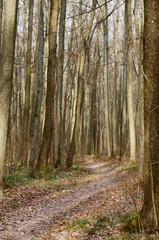 Fototapeta premium Deciduous forest in the fall. Road of dry leaves among young oak trees. Autumn seasonal background.