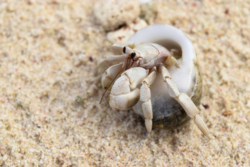 Hermit Crab