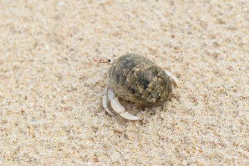 Hermit Crab