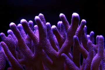 Naklejka premium Large stony coral