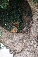 Squirrel with fluffy tail watching from the safety of the tree branch.