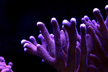 Fototapeta premium Large stony coral - Stylophora sp.