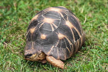 Radiated tortoise