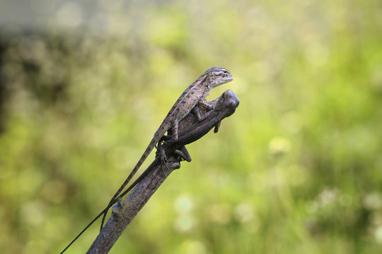 Two young lizards on a branch