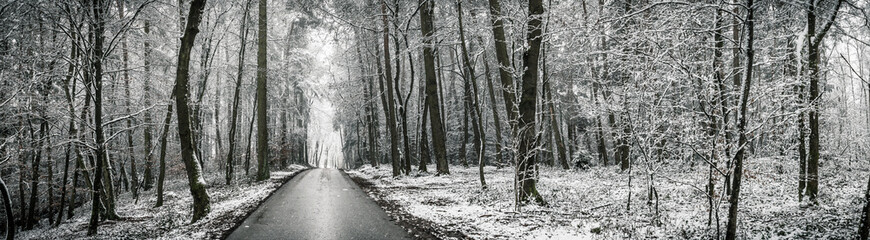 Forest in Bavaria Germany