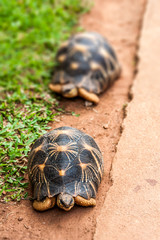 Radiated tortoise