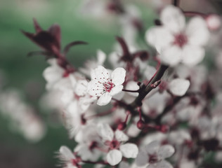 Fruit tree blossoms background. Blur. Selective focus and shallow depth of field. Toned photo.