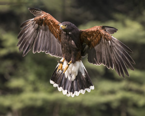 Harris's Hawk