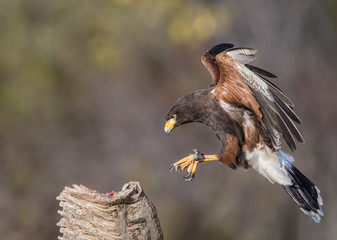 Harris's Hawk