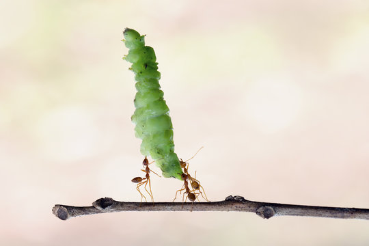 Three ants carrying a caterpillar
