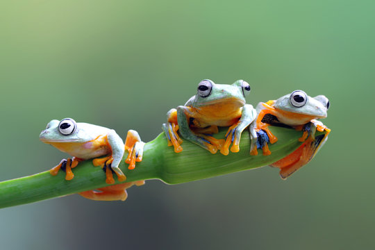 Three Javan tree frogs on a flower bud