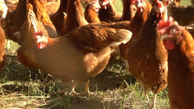Free range farm chickens eating