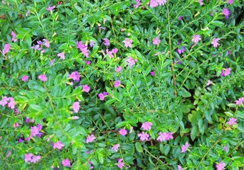 False Heather or Elfin Herb Flowers with Green Leaves