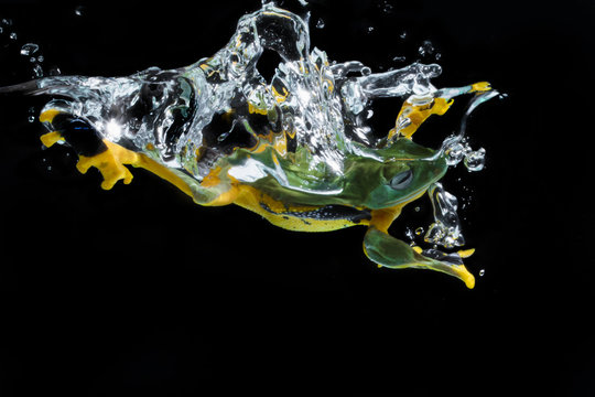 Flying frog underwater, Batam, Kepulauan Riau, Indonesia 