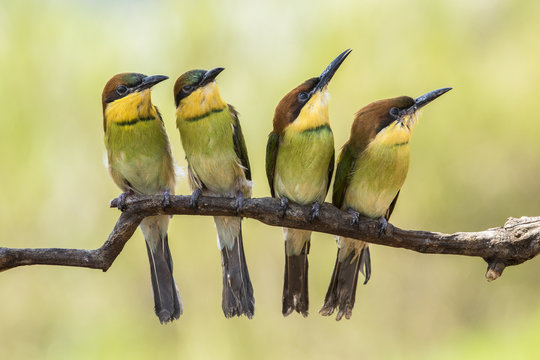 Four bee-eater birds on a branch, Batam, Kepulauan Riau, Indonesia