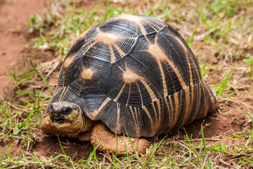 Radiated tortoise