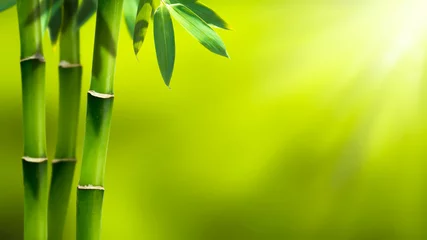 Poster Bambou bambou au soleil abstrait