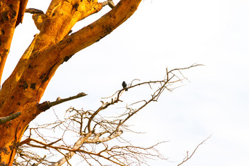 Serengeti National Park, Tanzanian national park in the Serengeti ecosystem in the Mara and Simiyu regions