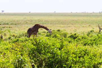 Naklejka premium The giraffe (Giraffa), genus of African even-toed ungulate mammals, the tallest living terrestrial animals and the largest ruminants, part the Big Five game animals in Serengeti, Tanzania
