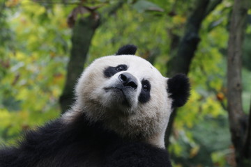 Fluffy Playful Giant Panda in China