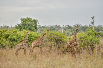 Green frican wild savanna with giraffes