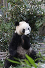 Naklejka na ściany i meble Cute Little Panda in Chengdu Panda Base, China