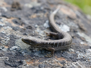 Southern Alligator Lizard