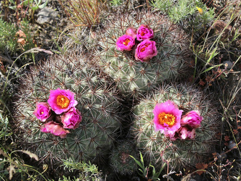 Hedgehog Cactus - Pediocactus nigrispinus