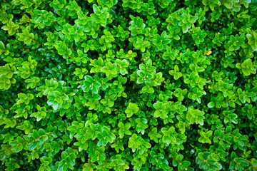 green vibrant boxwood bush texture