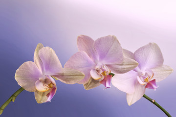 A branch of a pink orchid on a gradient background