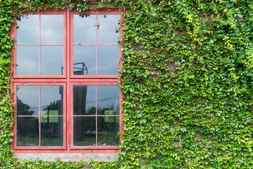 Fresh evergreen foliage trees surrounding red window frame and ivy covered wall vintage house