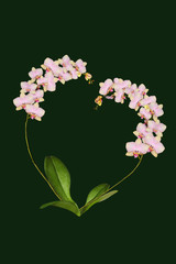 Twigs of a gentle pink orchid with leaves in the shape of a heart on a dark-green background