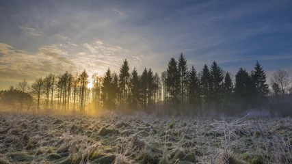 Brushed aluminium prints Forest in fog Winter morning with frosted plants