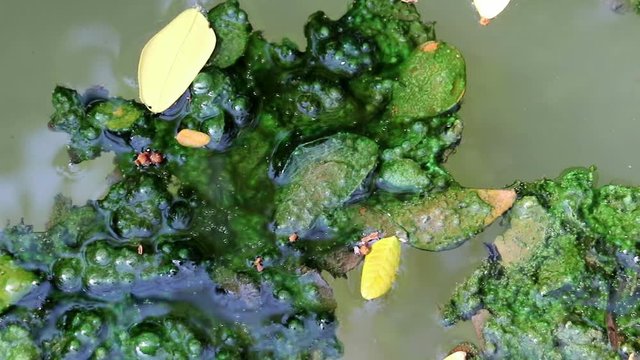 Algae covered fallen leaves floating on green planktonic algae water